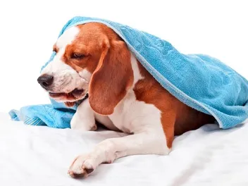 What to Give a Dog for an Upset Stomach: 10 Vet-Approved Options
