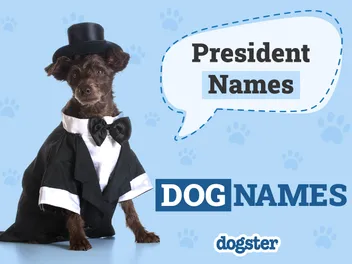 28 President Dog Names: All the Famous Presidents’ Pups