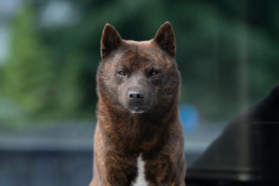 kai ken dog looking around