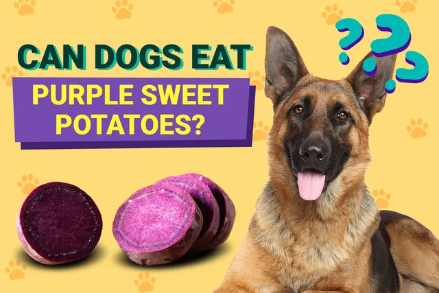 Can Dogs Eat Purple Sweet Potatoes? Vet-Verified Facts & Alternatives