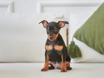 Why Does My Dog Poop On The Couch? 8 Vet-Reviewed Reasons & Prevention