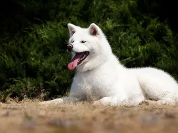 Are Akitas Good With Other Dogs? 7 Socializing Tips & Compatibility Advice