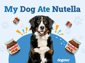 My Dog Ate Nutella: Should I Be Worried? Our Vet Answers