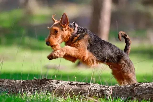 How Much Exercise Do Airedale Terriers Need? Vet-Verified Facts & Info