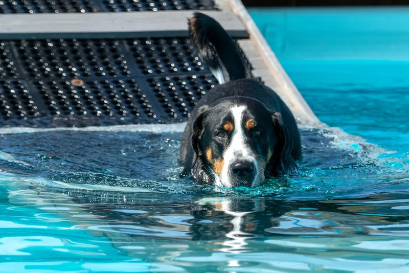 Swiss Mountain dog in the pool