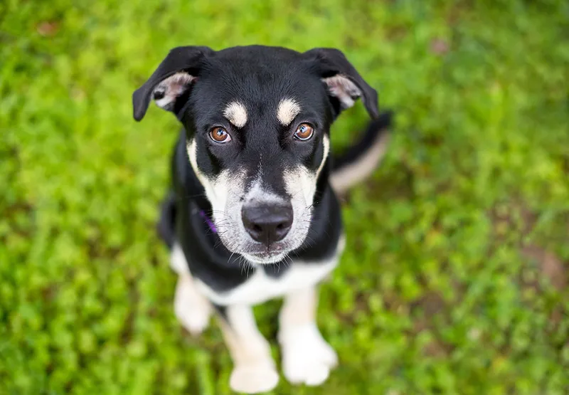 alaskan husky german shepherd mix puppy