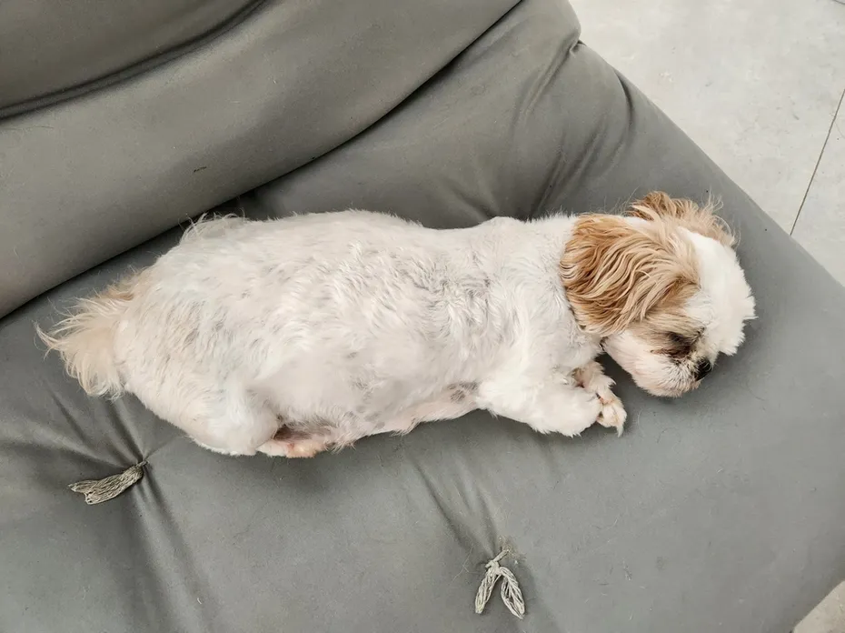 pregnant shih tzu dog lying on couch