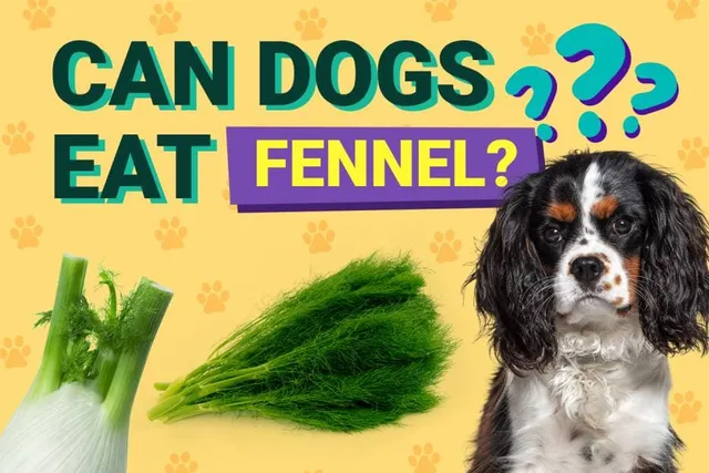 Can Dogs Eat Fennel? Vet-Verified Facts & Info