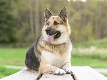 19 Worst Dog Breeds for Kids (With Vet-Reviewed Info & Pictures)