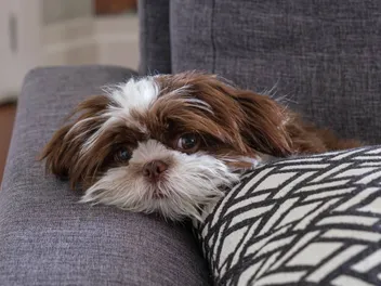 Why Does My Shih Tzu Cry? 6 Vet Approved Reasons