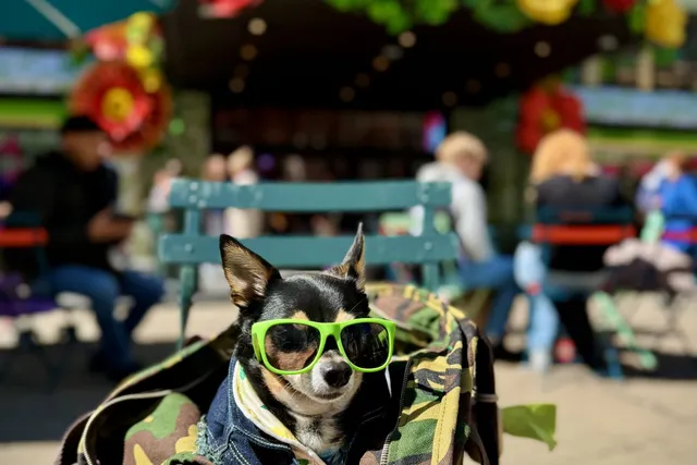We Didn’t Just Add a Dog to Our Life - We Built a Life With Him