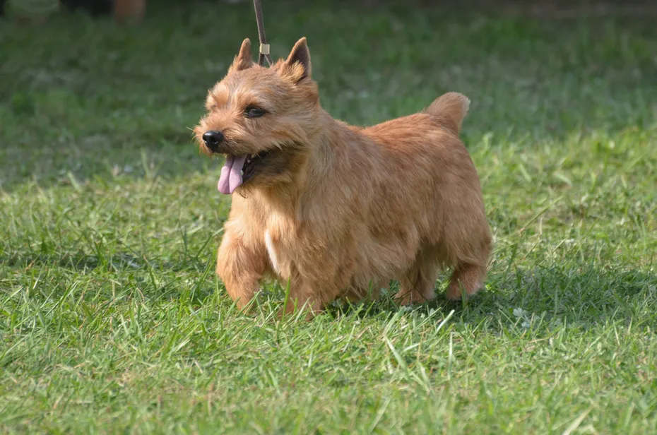 Cute Glen of Imaal terrier with his tongue sticking out