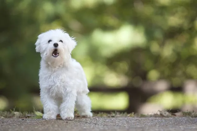Do Maltese Bark a Lot? How Much, & How to Stop It