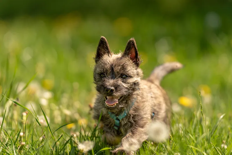 Brindle Cairn Terrier puppy running over a meadow outdoors