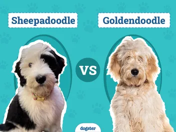 Sheepadoodle vs Goldendoodle: The Differences (With Pictures)