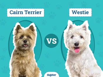Cairn Terrier vs Westie: The Key Differences (With Pictures)