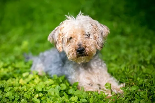 17 Yorkshire Terrier Mixes (With Pictures)