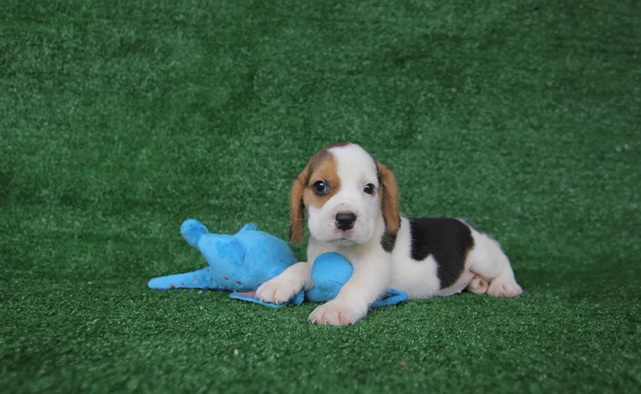 Beagle puppy 2 months old color look like the cow sitting with the doll on green grass
