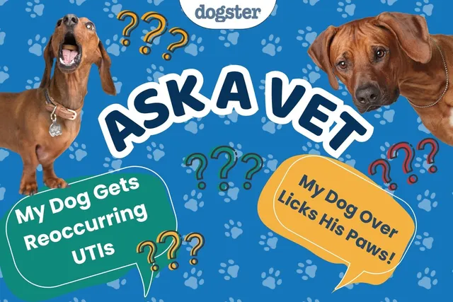 Ask Dr. Paola - Help! My Dog Gets Reoccurring UTIs (March 9, 2026)