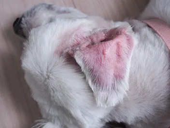 Dog Ear Hematoma: Causes, Signs & Treatments (Vet Answer)