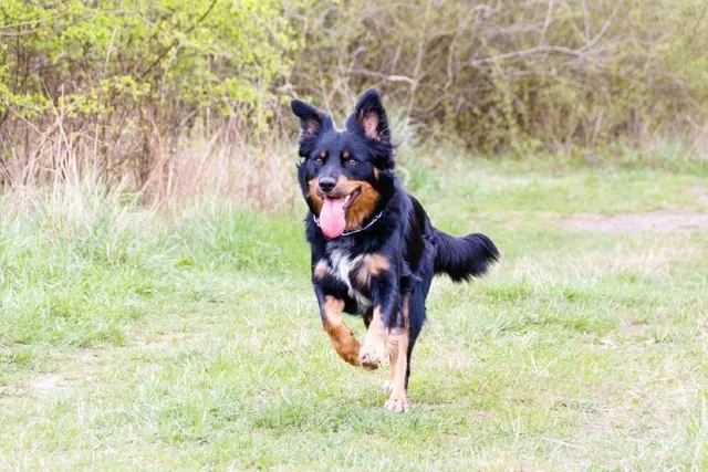 Shollie (German Shepherd & Border Collie Mix): Info, Pictures, & Care