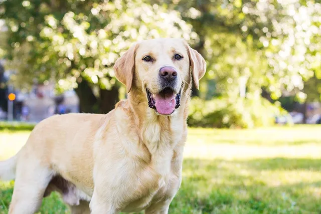 Yellow Labrador Retriever: Info, Pictures, Origin & History