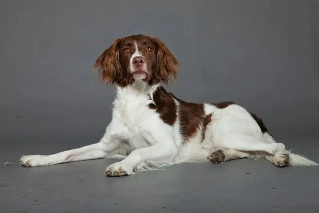 Drentse Patrijshond Dog Breed: Info, Pictures, Care & More