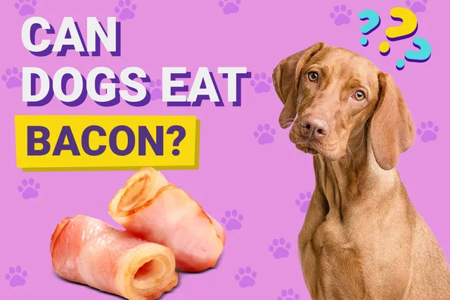 Can Dogs Eat Bacon? Vet-Reviewed Health Facts & FAQ