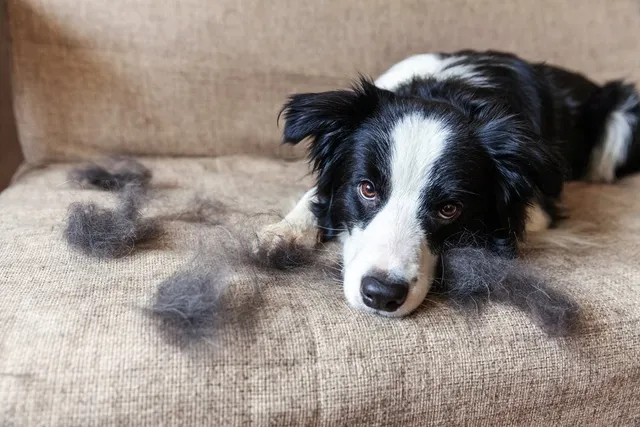 What Are Guard Hairs on Dogs? Vet Approved Facts & FAQ