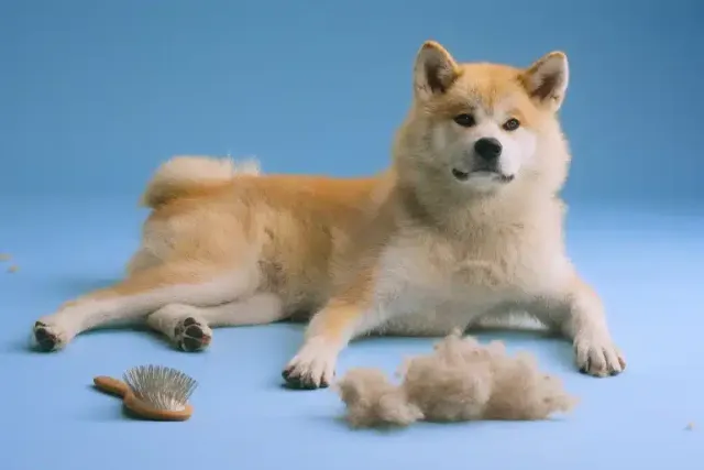 Do Dogs Shed More When in Heat? Vet-Approved Possible Reasons & Tips