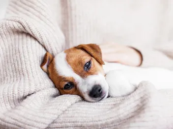 Why Is My Puppy Vomiting and Underweight? Vet-Verified Causes, Treatment & FAQ