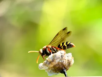 My Dog Ate a Wasp: Our Vet Explains the Risks, Signs & Next Steps