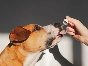 Does CBD Help Dogs With Separation Anxiety? Vet-Reviewed Science & Info