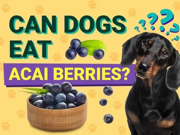 Can Dogs Eat Acai Berries? Vet-Verified Info, Benefits & Risks