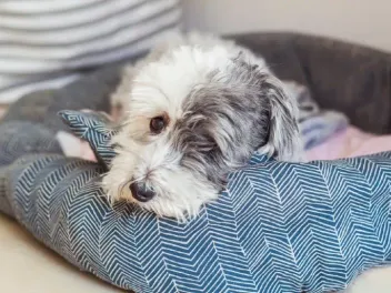 9 Best Calming Dog Beds in 2026 - Reviews & Top Picks