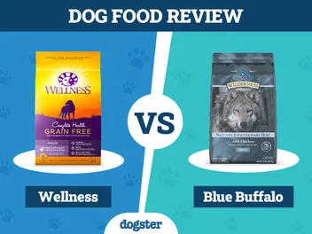 Wellness Dog Food vs Blue Buffalo: Pros, Cons & What to Choose