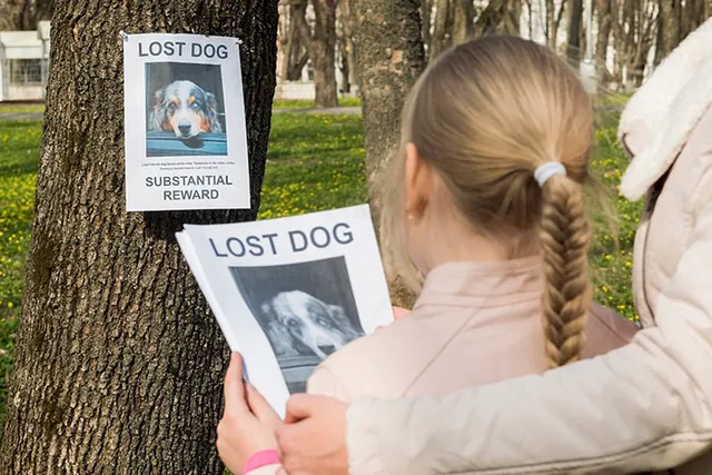 How to Find a Lost Dog: 12 Vet-Approved Steps
