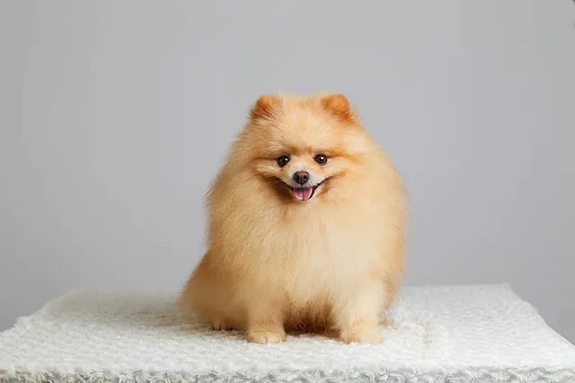 Orange Pomeranian: Info, Pictures, Origin & History