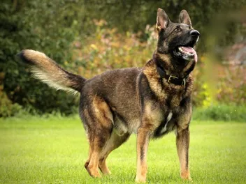 King Shepherd Dog Breed Guide: Info, Pictures, Care & More