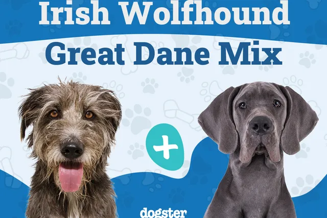 Irish Dane Dog Breed: Info, Pictures, Care & More