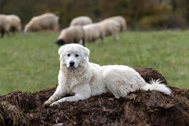 a maremma sheepdog guarding the flock