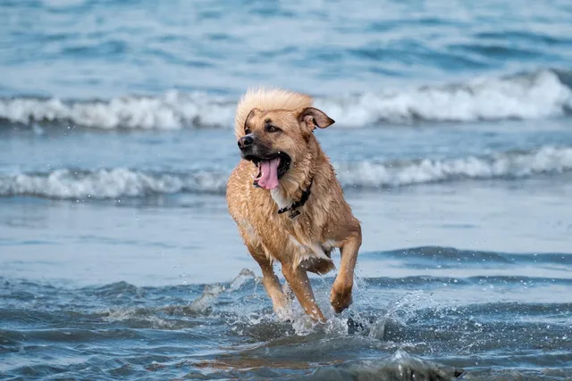 Top 13 Dog-Friendly Beaches in Ottawa to Visit in 2026