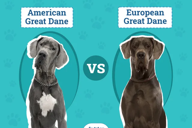 American vs European Great Dane: Which Pet Should You Choose? (Vet-Reviewed)
