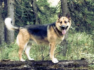 American Alsatian Dog Breed: Info, Pictures, Care & Traits