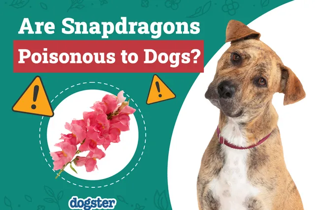 Are Snapdragons Poisonous to Dogs? Vet-Verified Facts & Safety