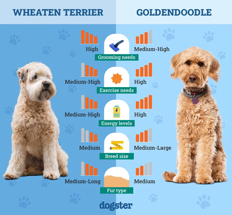Dogster_Side by Side Comparison_Wheaten Terrier vs Goldendoodle