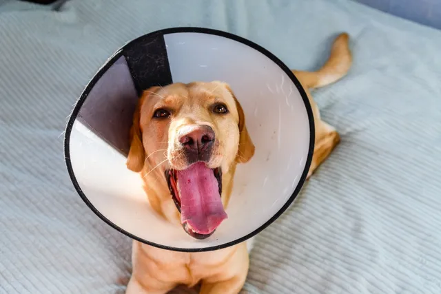 When to Spay or Neuter a Labrador? Vet-Approved Guide & Facts