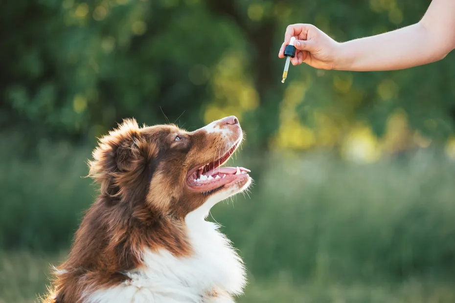 Giving CBD hemp oil to dog with a dropper pipette