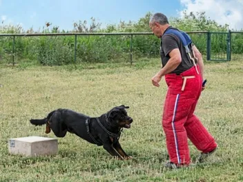 How to Train a Rottweiler to Be a Guard Dog (Vet-Reviewed Step-by-Step Guide)