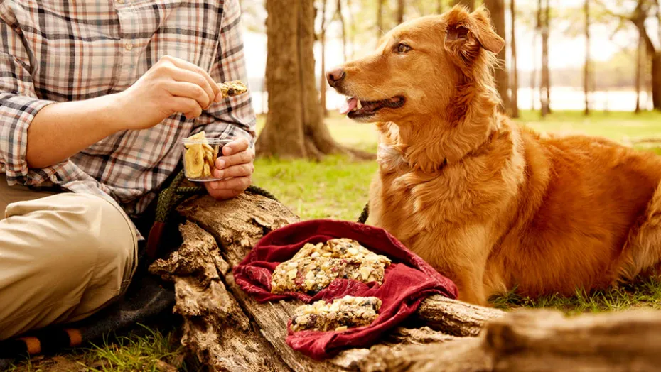 No-Bake Trail Mix Bar for Dogs
